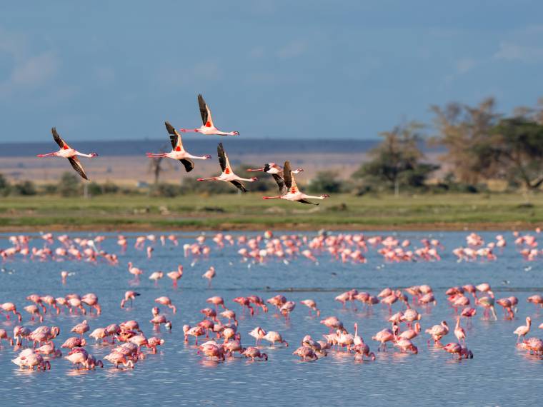 Camargue © AdobeStock_227858844