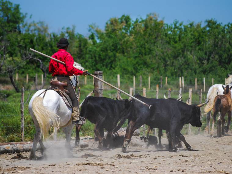 Camargue, manade © AdobeStock_73597472