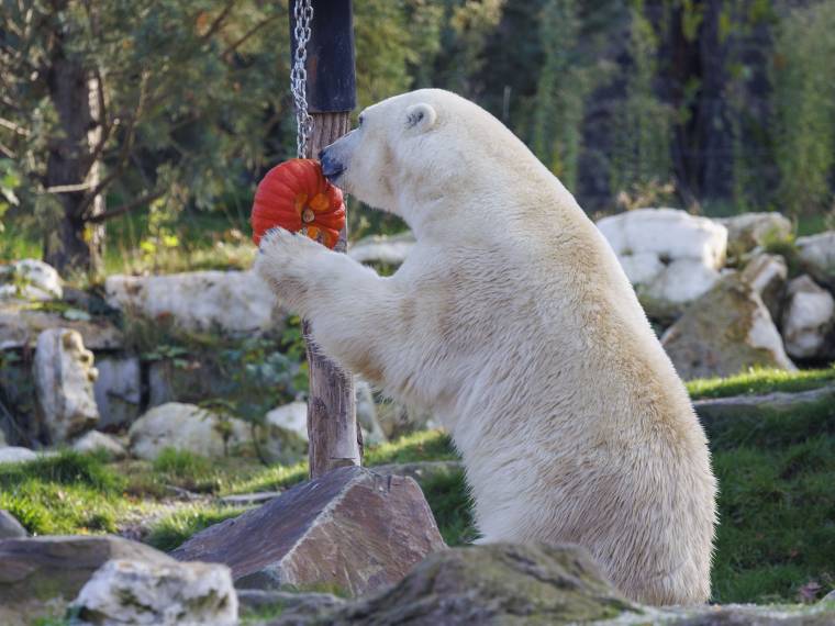 Ours blanc © Pairi Daiza - Benoit Bouchez