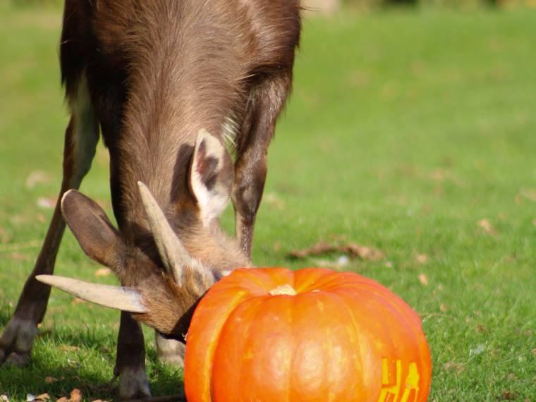 Sitatunga © Pairi Daiza - Florent Grivilère