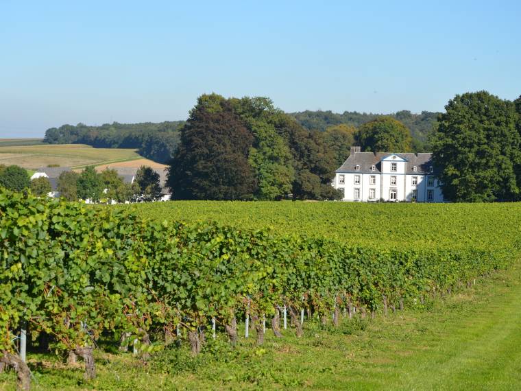 Domaine ©Wijnkasteel Genoels-Elderen (12)