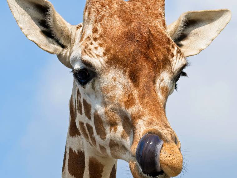 Girafe © Envato