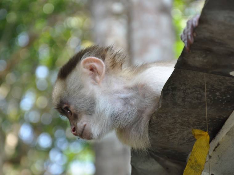 Singe © Envato