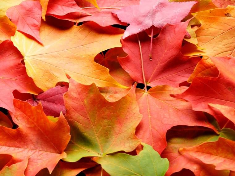 Automne © AdobeStock