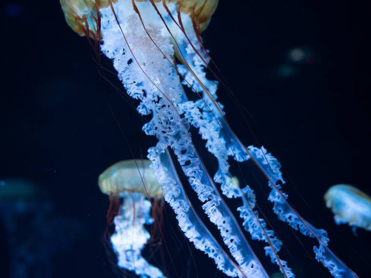 Méduse © Nausicaa
