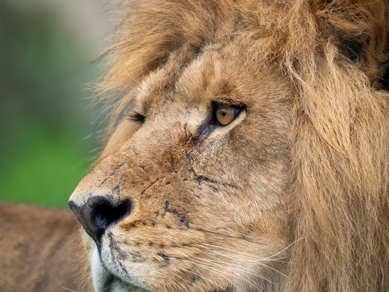 Lion © Envato