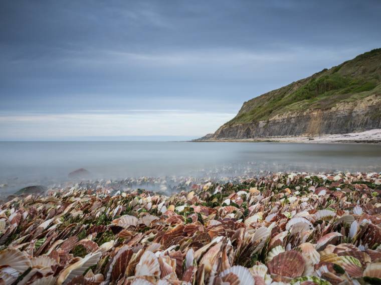 Coquilles Port-en-Bessin ©Adobe Stock