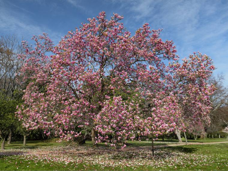Magnolia © AdobeStock