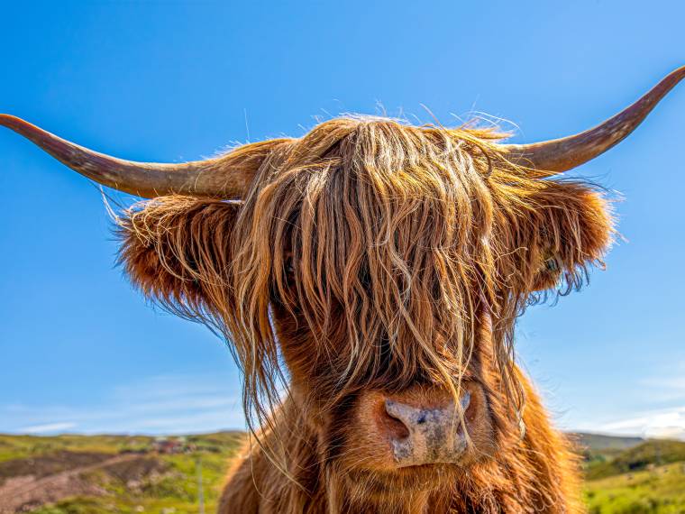 Vache écossaise © Envato