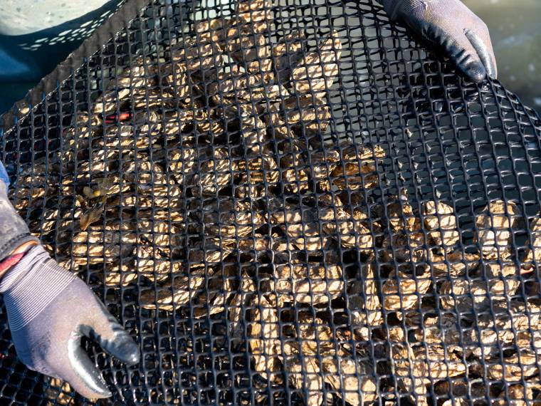 Parc à huîtres © Tourisme Bretagne - Aurelien Bacquet_droits_27.12.29