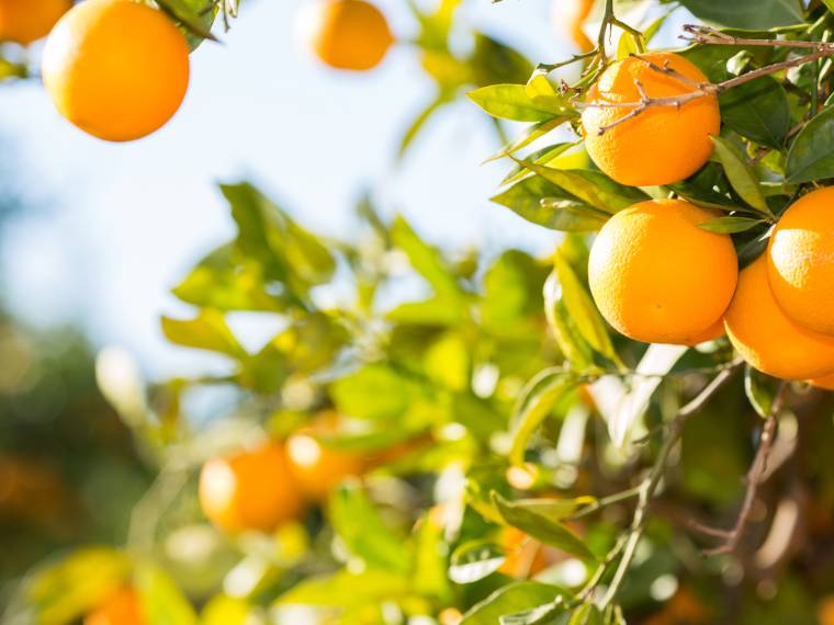 Orangeraie © AdobeStock