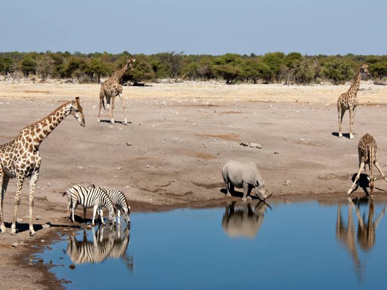 Parc national d-Etosha - animaux © Envato