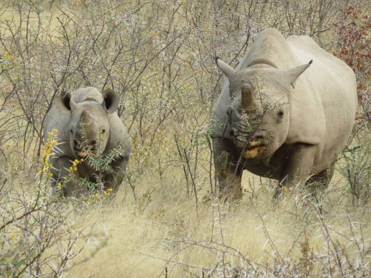 Rhinocéros, Namibie © Michèle Salden