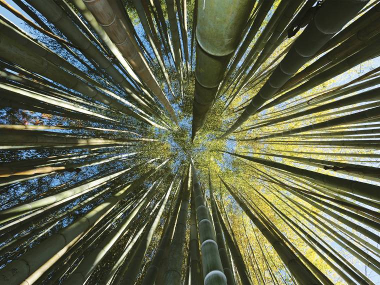 Bambous-Contreplongee-BAMBOUSERAIE © Cévennes Tourisme