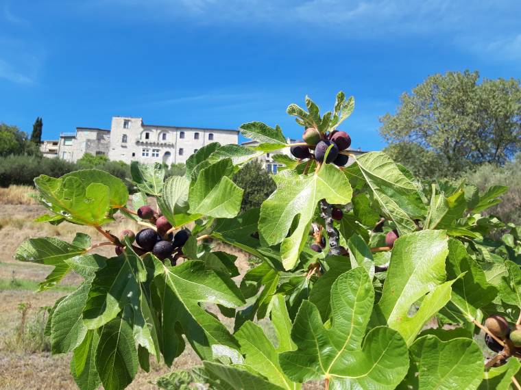 Maison de la Figue © Service Tourisme Alès Agglomération - Cévennes Tourisme