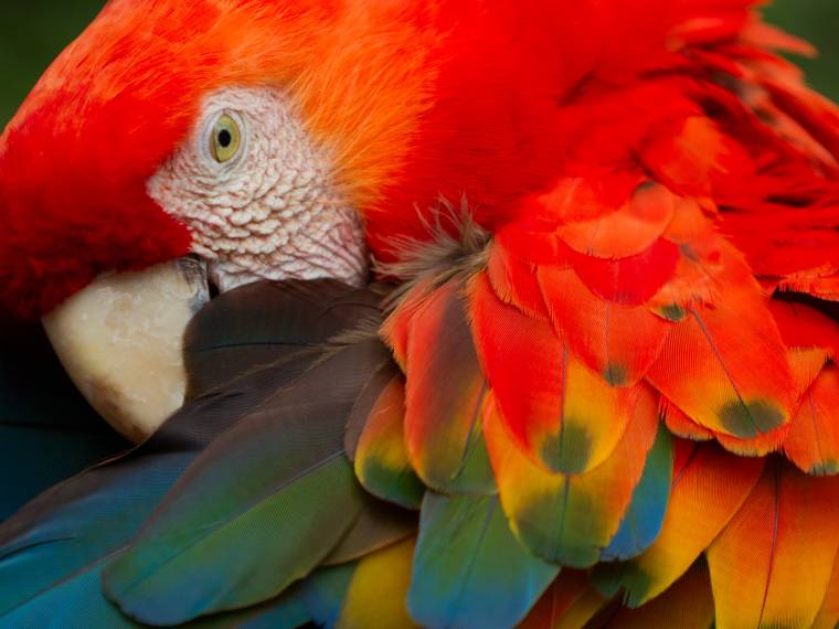 Perroquet © AdobeStock_94440743