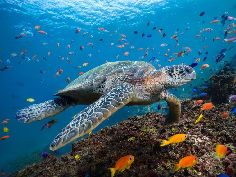 Tortue © AdobeStock_1051436049