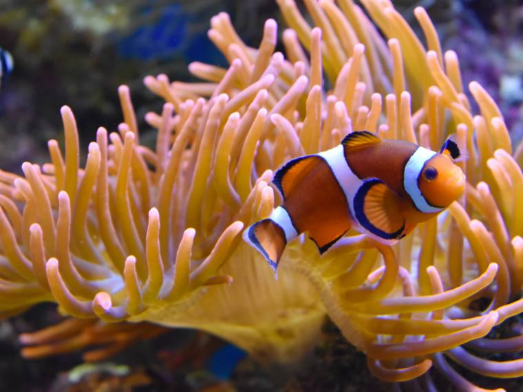 © Nausicaa - L. Merlier