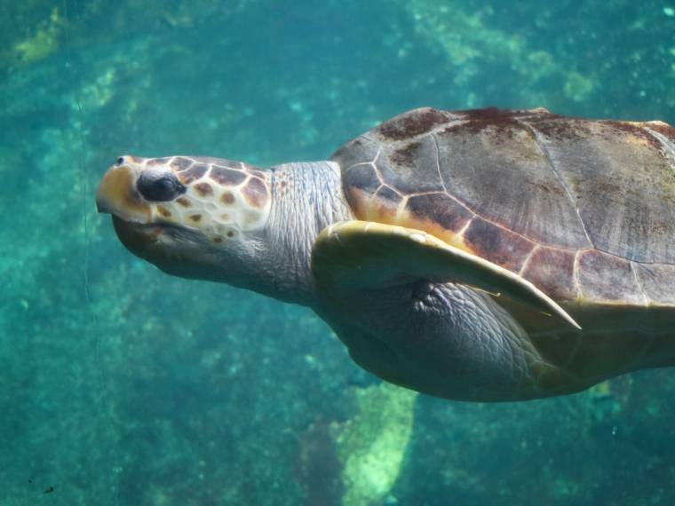 Tortue caouanne © Nausicaa L-Merlier-1