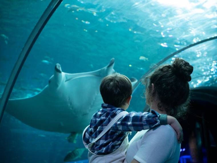 Tunnel haute mer © Nausicaa - H-Lamblin-Iconocom-4