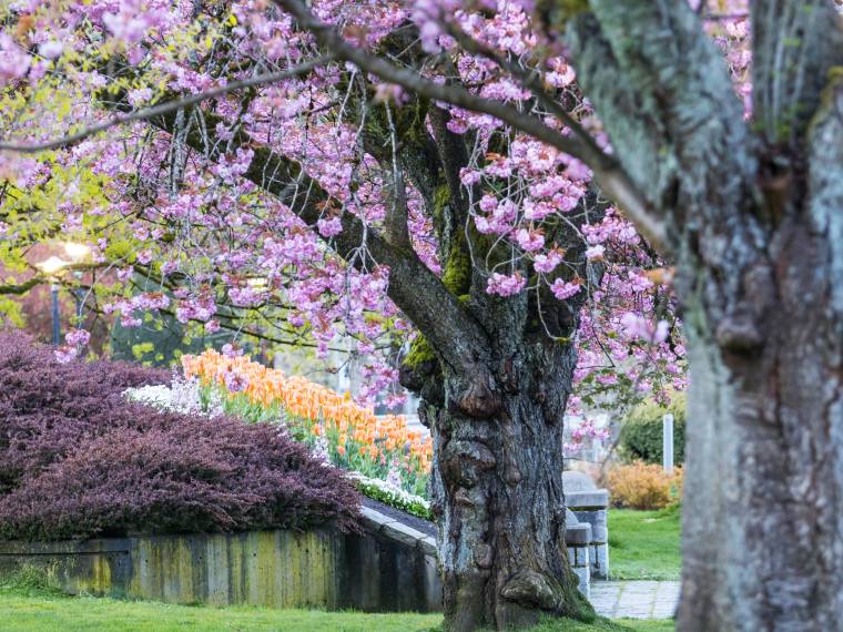Cerisier en fleurs © Envato
