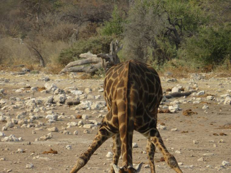 Girafe, Namibie © Michèle Salden