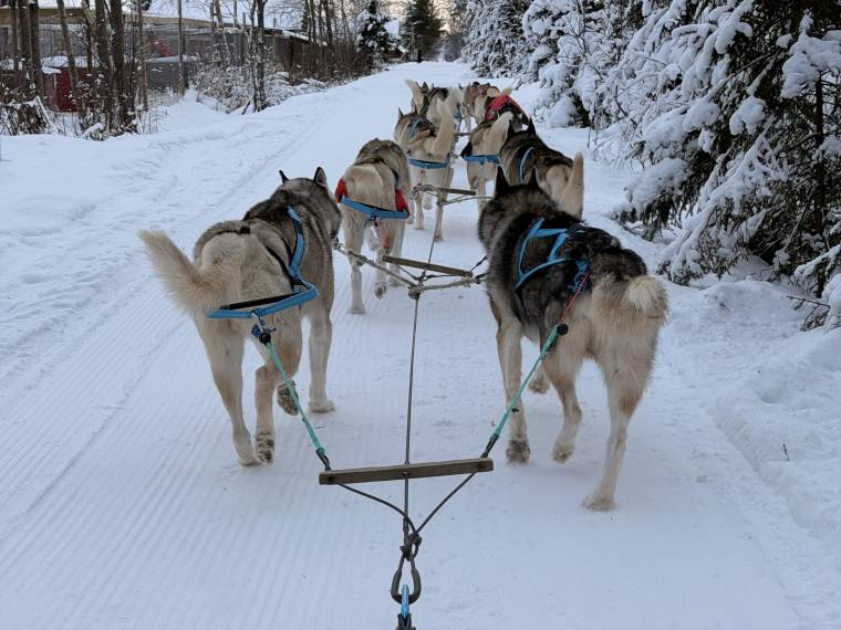 Chiens de traîneaux © Léo évasion (12)