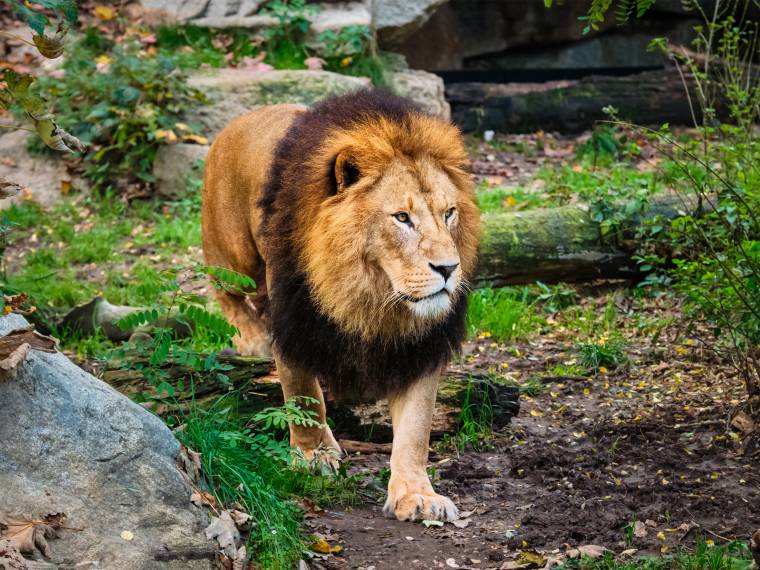 Lion © Envato