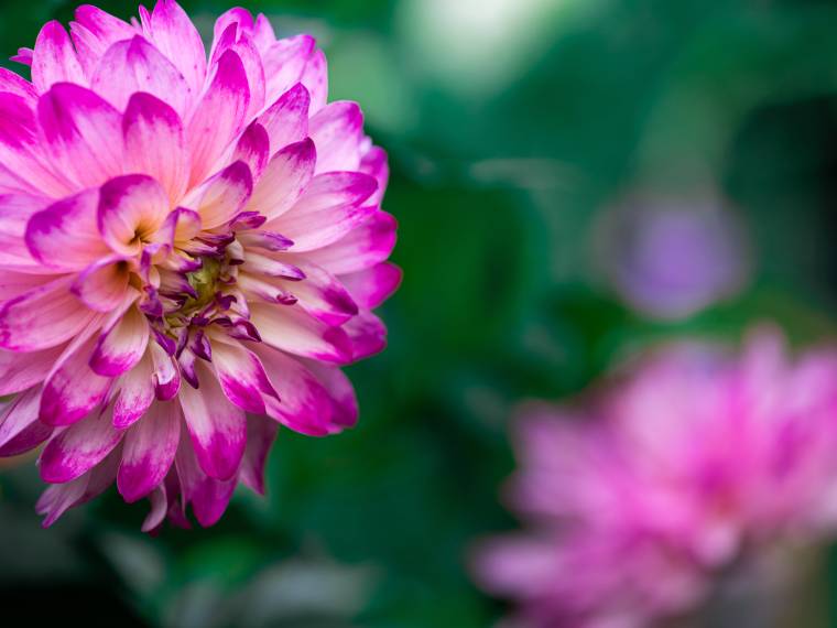 Dahlia © Envato