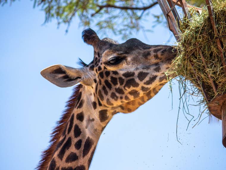 Girafe © Envato