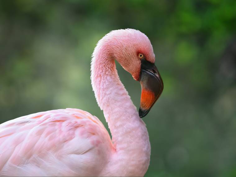 Flamant rose © Envato