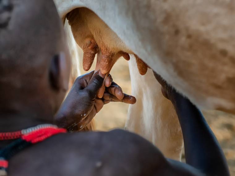 La traite des vaches, tribu Hamer, Konso, Ethiopie © AdobeStock
