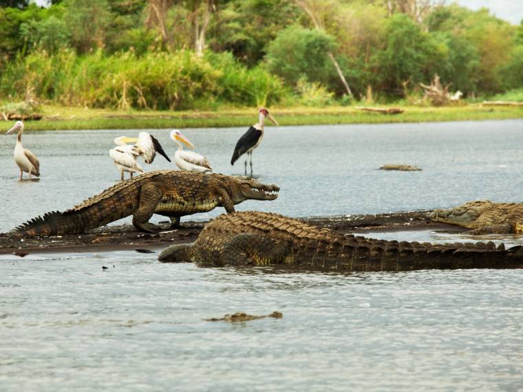 Lac Chamo, Ethiopie © AdobeStock