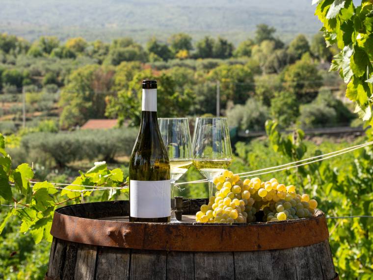 Vin © Envato