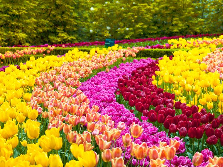 Keukenhof © Envato