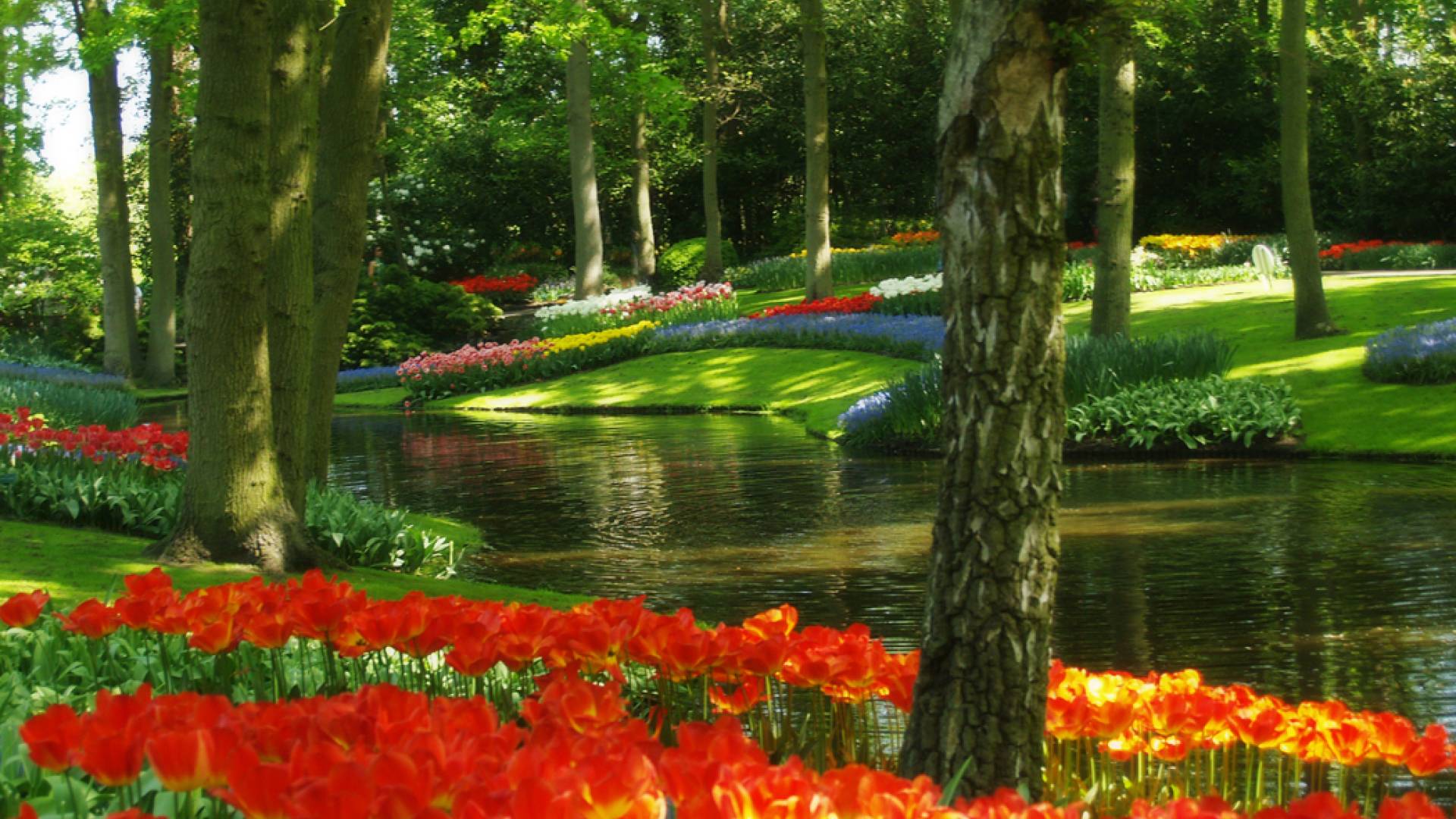 keukenhof & tulipes